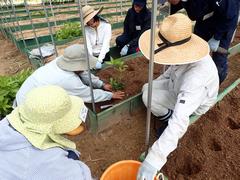 千両苗定植の説明