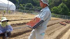 定植時ケイトウ苗の説明