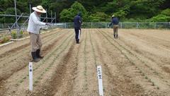 小ギク定植後薬剤処理