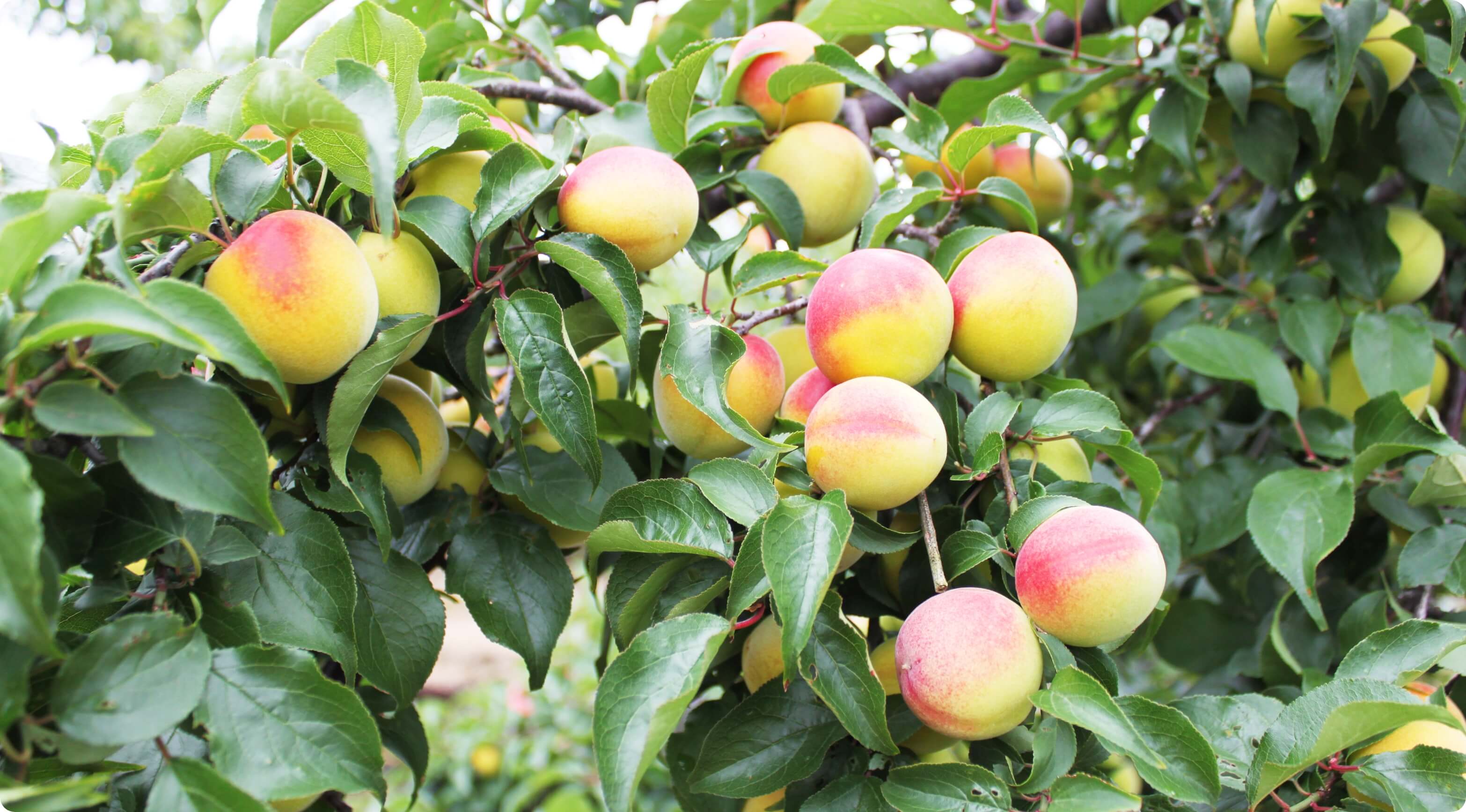 UME Tasty Healthy Wakayama ume-tasty-healthy-wakayama