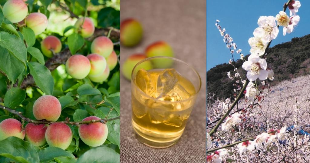 梅酒、梅の実と梅の花