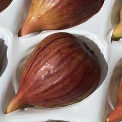 樹上完熟イチジク