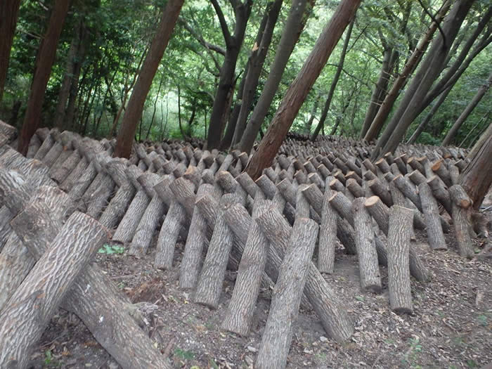 紀美野町原木しいたけ用ほだ木の画像