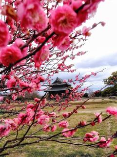 紀伊国分寺跡地