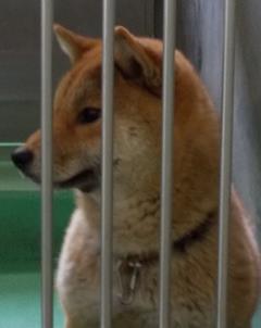 犬の写真