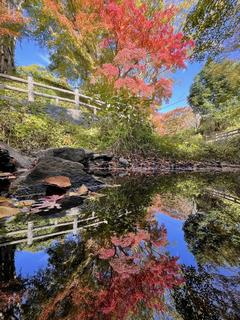 根来寺と紅葉