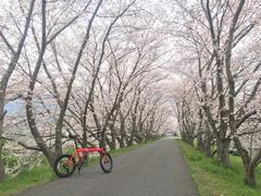 中津川桜のトンネル