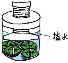 柿の葉（柿の葉寿司用）の保存方法のイラスト