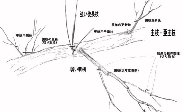 整枝せん定の図