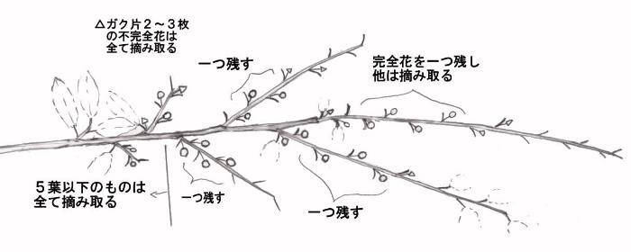 摘蕾の図