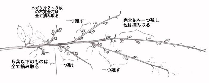 柿の概要 和歌山県