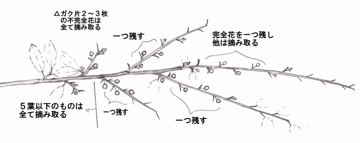 すべての美しい花の画像 75 柿の木 の 剪定 徒長 枝