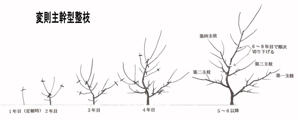 栽培管理 和歌山県