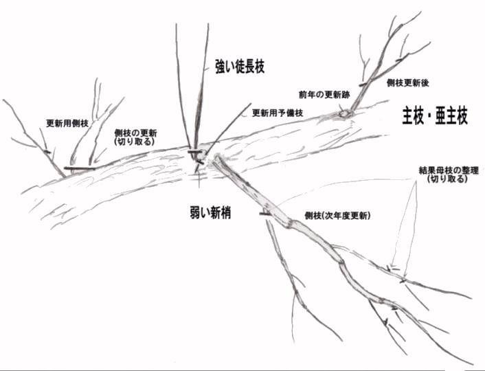 栽培管理 和歌山県