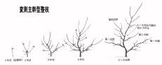 変則主幹型の整枝手順の図