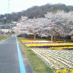 紀の川自転車道途中の花畑