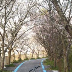 紀の川自転車道桜並木