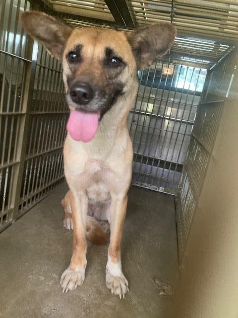 収容犬