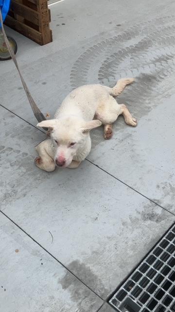 収容犬