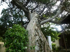 天然記念物の植物の写真