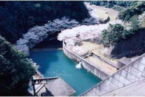 広川ダムと桜の写真1
