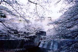 広川ダムと桜の写真2