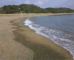 千里の浜の画像