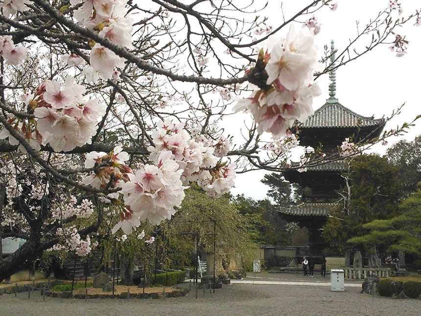 桜・舞・道成寺の画像2