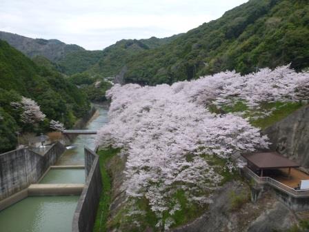 島ノ瀬ダム桜の画像2