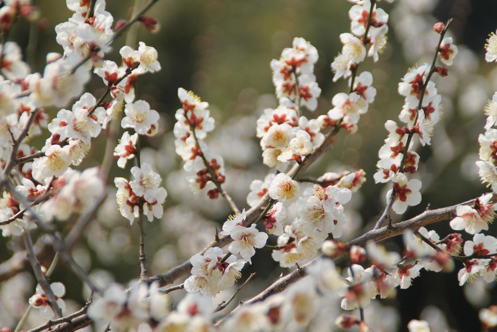 梅の花の画像