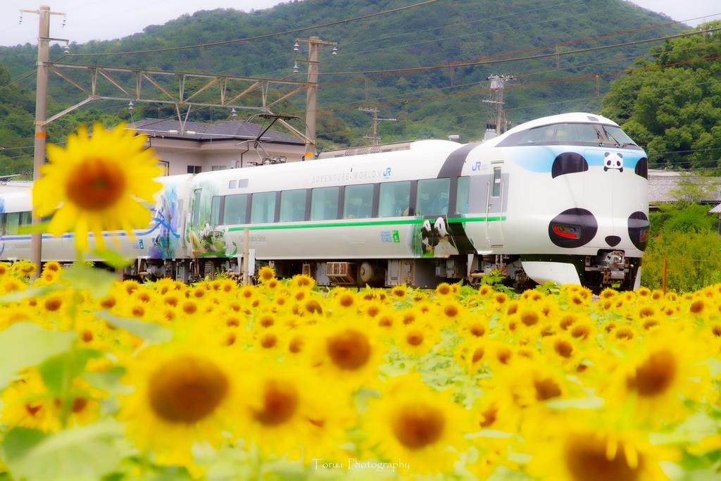 Newくろしお電車とひまわりの画像