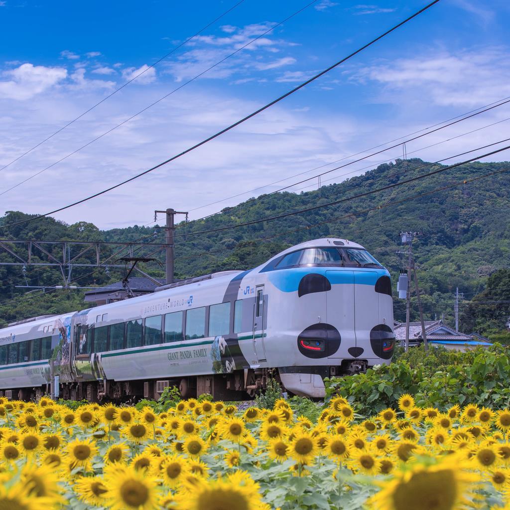 くろしお電車とひまわりの画像