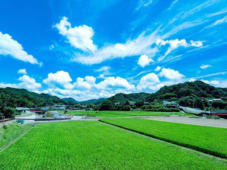 広がる青田と山と空の画像