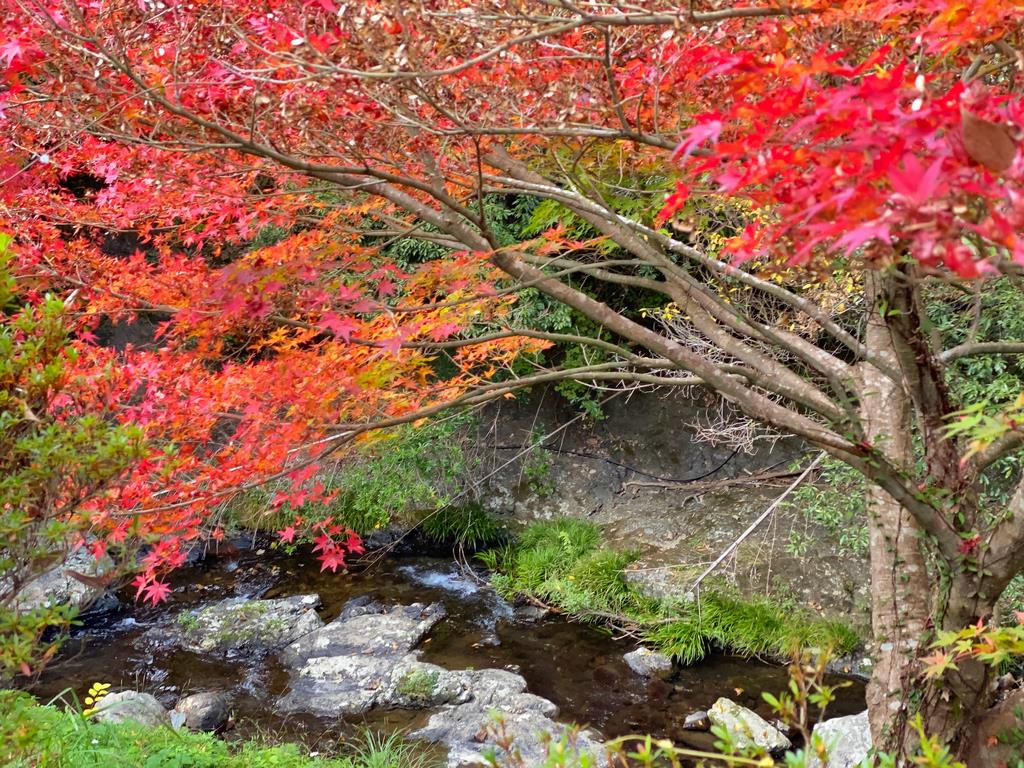 大滝川森林公園の紅葉の画像