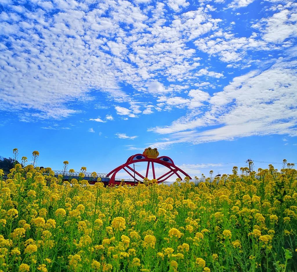 かえる橋と菜の花遠景の画像