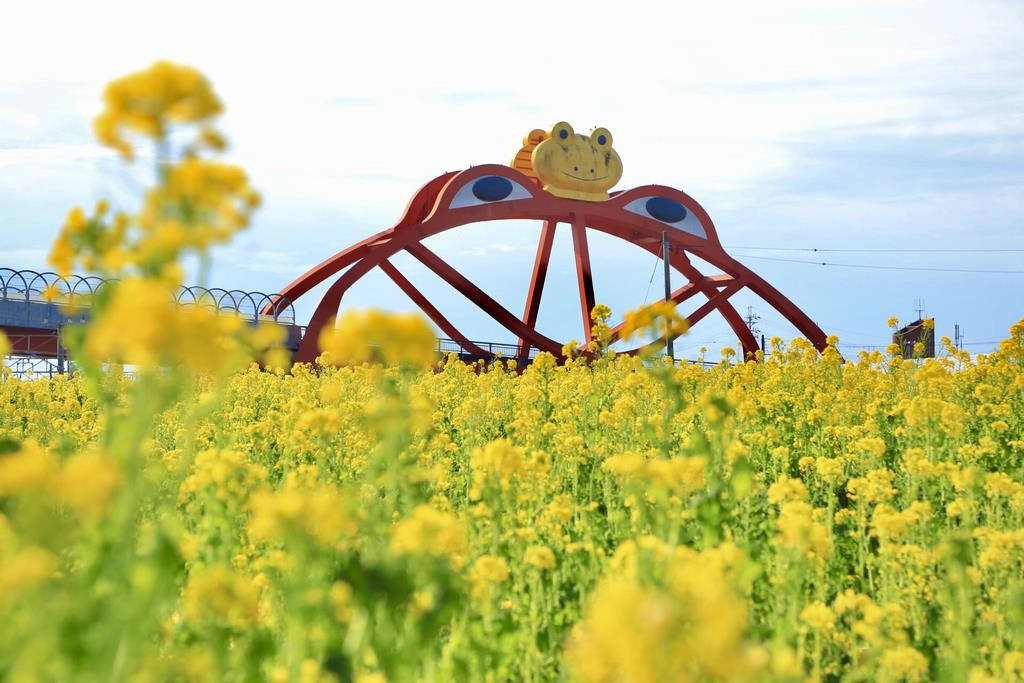 かえる橋と菜の花近景の画像