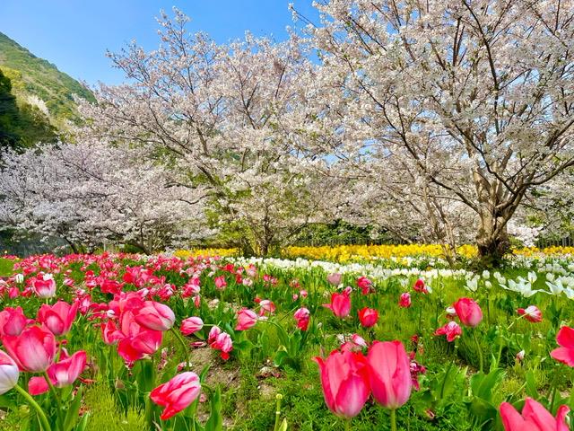 地蔵の鼻の画像2