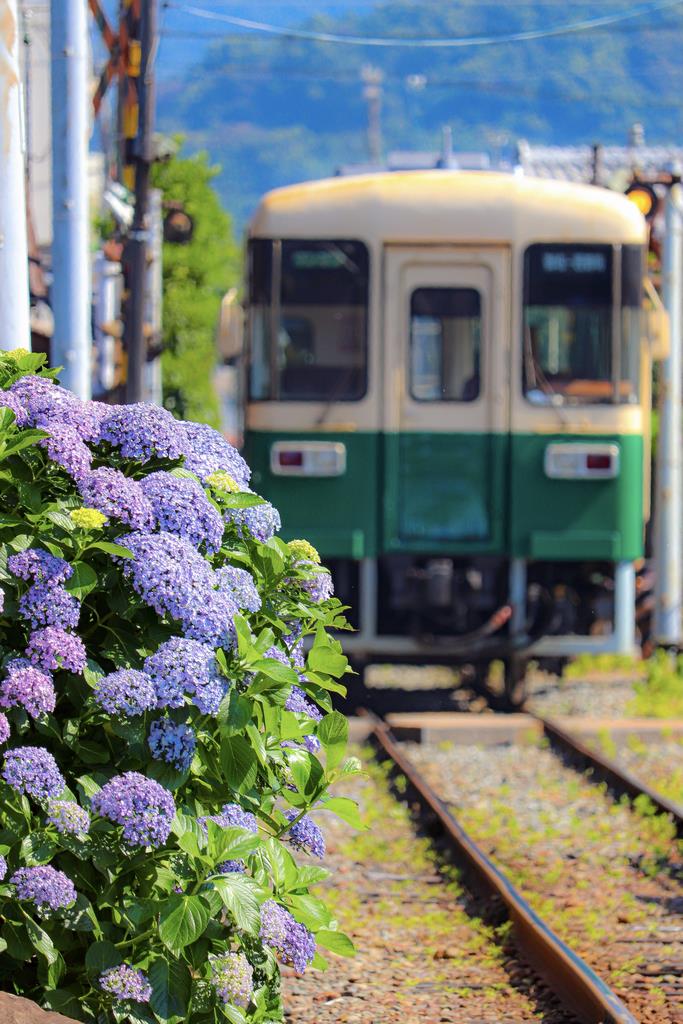 あじさいと紀州鉄道の画像