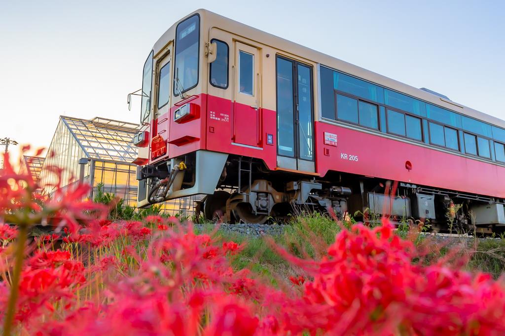 紀州鉄道と彼岸花の画像
