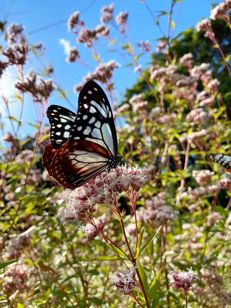 アサギマダラ蝶の画像