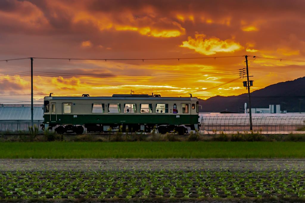 夕焼けの中を走る紀州鉄道列車の画像