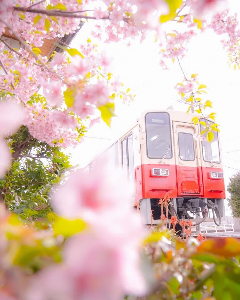 桜と紀州鉄道の画像