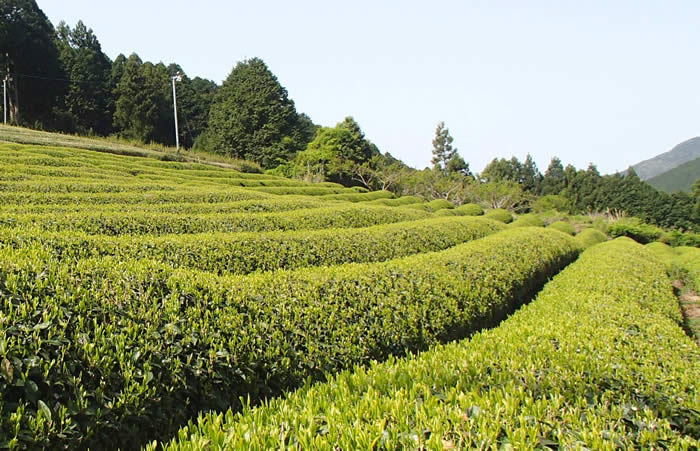 川添茶栽培風景の写真