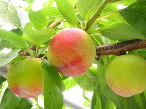 「シンジョウ」の果実の写真