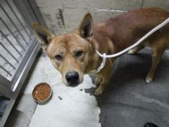 茶色い犬の写真