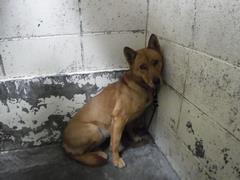 茶色い犬の写真