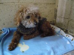 茶色い犬の写真