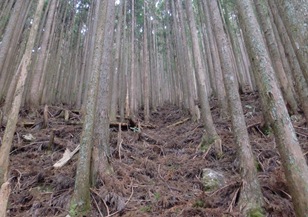 間伐が必要な森林の写真