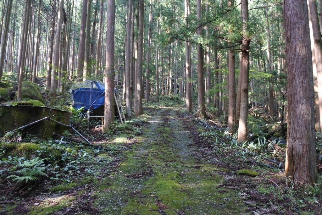 仙人滝