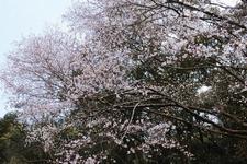 クマノザクラ（4月）